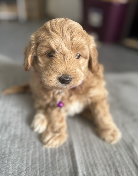 Elsa